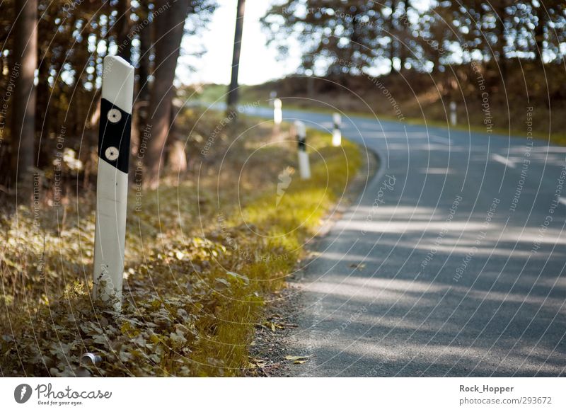 Road uphill Environment Nature Plant Autumn Beautiful weather Tree Grass Foliage plant Forest Hill Highlands Transport Traffic infrastructure Motoring Cycling