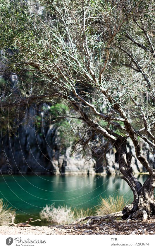 Oh so blue Environment Nature Landscape Plant Elements Earth Sand Water Sun Summer Climate Weather Beautiful weather Tree Grass Leaf Foliage plant Wild plant