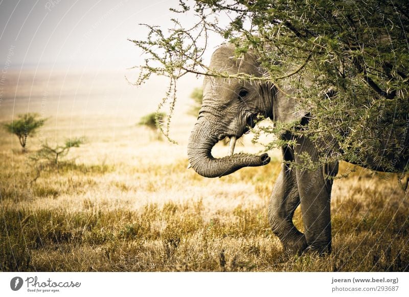 Hidden! Elephant Curiosity Africa Tansania Serengeti Ngorongoro Conservation Area Safari Hide Hiding place Steppe Savannah Observe Colour photo Subdued colour