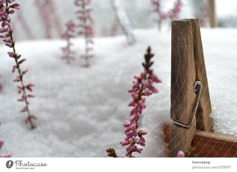 klammerschnee Plant Winter Weather Snow Snowfall Pot plant Balcony peg Wood Old Cold Natural White Peaceful Serene Time Clothes peg Colour photo Exterior shot