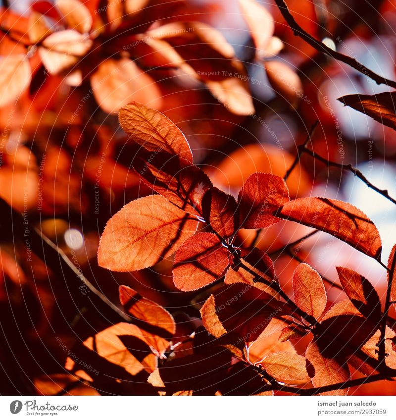 red tree leaves in summer in the nature Tree Branch Leaf Red Nature Abstract Consistency Exterior shot Neutral Background Beauty Photography Fragile Fresh