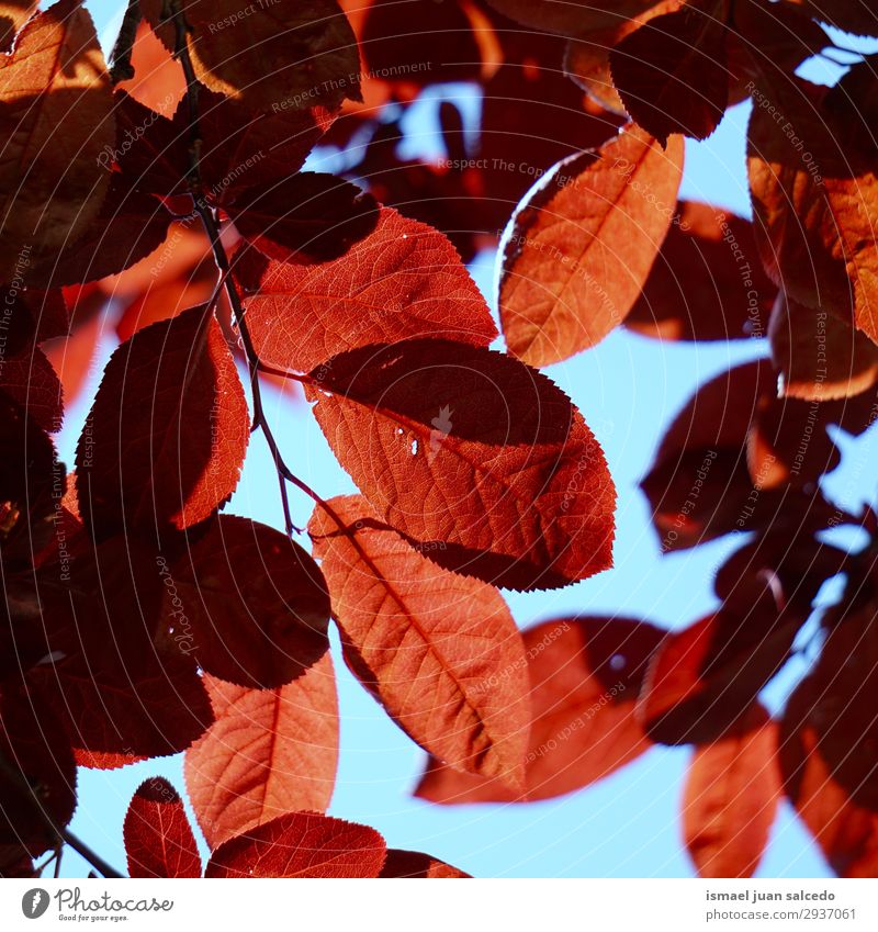 red tree leaves textured in the nature in spring Tree Branch Leaf Red Nature Abstract Consistency Exterior shot Neutral Background Beauty Photography Fragile