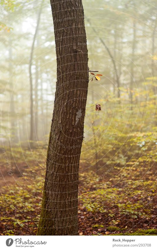 Tree in the cloud forest Calm Hiking Yoga Environment Nature Plant Autumn Fog Bushes Leaf Forest Hill Lanes & trails Footpath Stand Growth Brown Yellow Gold