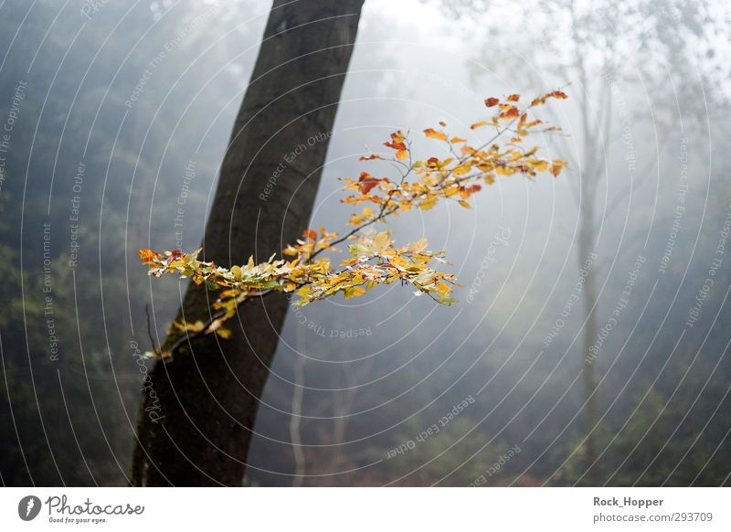 Autumn leaves in fog Harmonious Calm Environment Nature Plant Fog Tree Bushes Leaf Tree trunk Branch Tree bark Forest Hill Mountain Highlands Lanes & trails