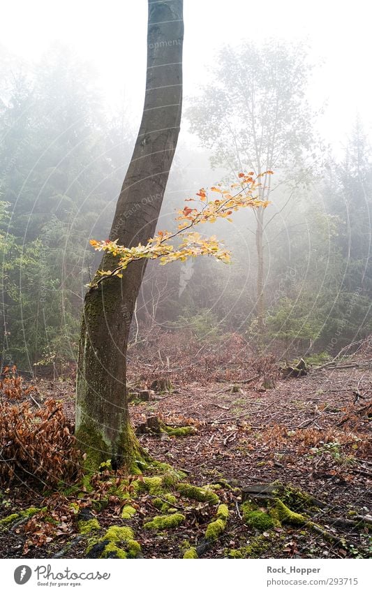 cloud forest Harmonious Relaxation Calm Hiking Environment Nature Plant Earth Sky Autumn Fog Tree Bushes Moss Tree bark Branch Leaf Forest Hill Mountain