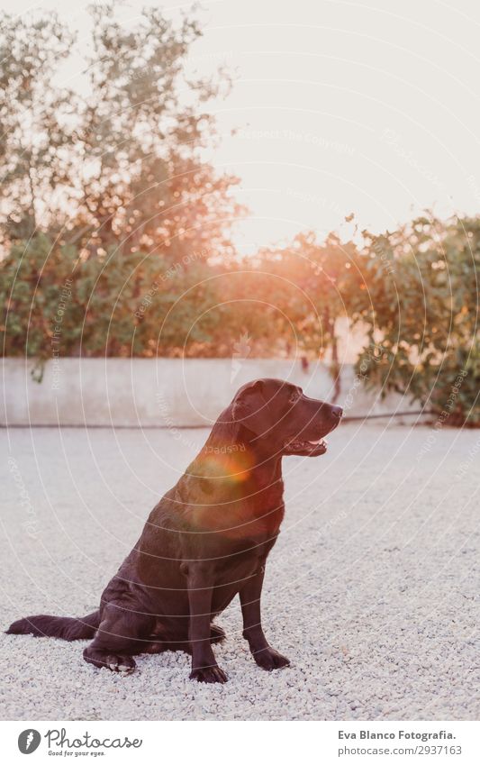 portrait outdoors of a beautiful black labrador Joy Beautiful Summer Sun House (Residential Structure) Garden Nature Animal Sunrise Sunset Beautiful weather