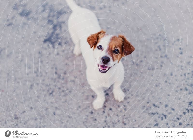 portrait outdoors of a cute happy small dog outdoors Lifestyle Elegant Joy Happy Beautiful Playing Summer Friendship Youth (Young adults) Animal Pet Dog Observe