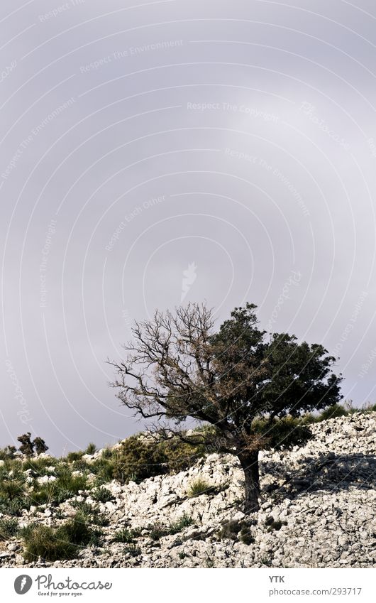 lone tree Environment Nature Landscape Plant Elements Earth Air Sky Clouds Summer Climate Weather Bad weather Tree Grass Bushes Foliage plant Wild plant Hill