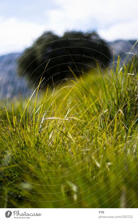 In the grass Environment Nature Landscape Plant Elements Air Sky Clouds Climate Climate change Weather Bad weather Tree Grass Bushes Leaf Blossom Foliage plant