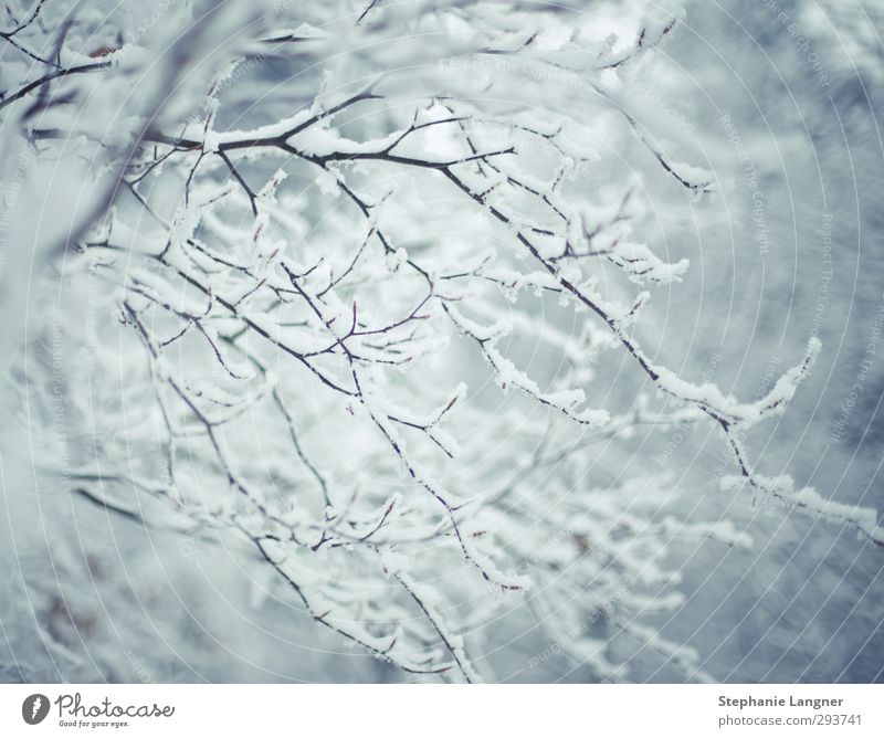 snow Landscape Plant Weather Beautiful weather Tree Life Transience Snowfall Twig Branch Winter Nature White Exterior shot Deserted Deep depth of field