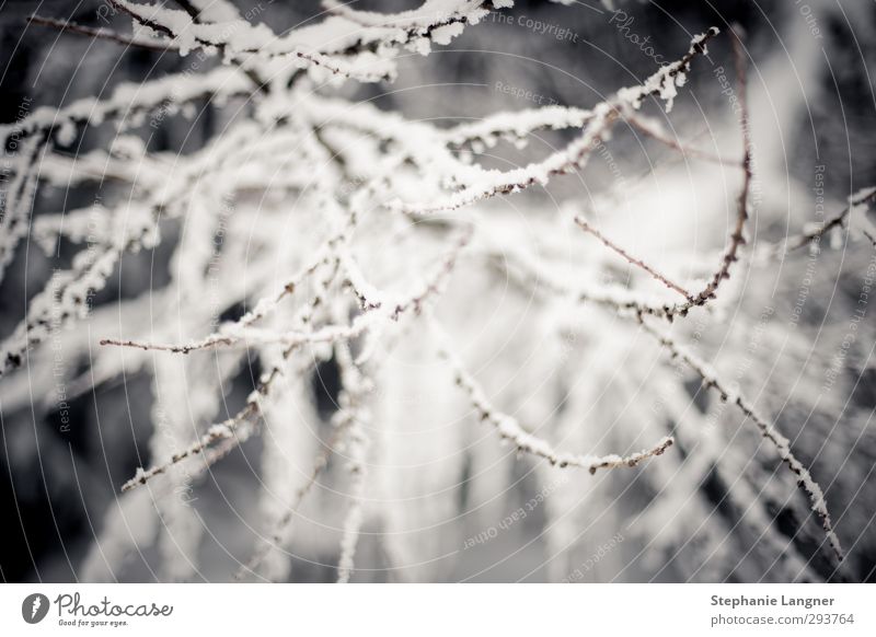 Snow that is on... Branches fall Environment Nature Landscape Plant Winter Weather Ice Frost Bushes Freeze Calm Twig Deserted Deep depth of field