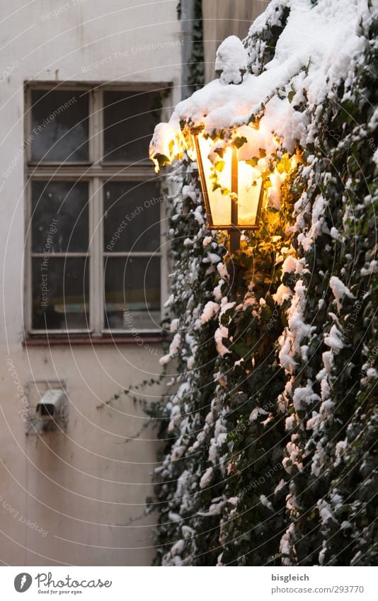 Prague II Winter Snow Plant Czech Republic Europe Old town Window Street lighting Lamp Lamplight Illuminate Cold Warmth Yellow Gray Wall (building) Colour photo