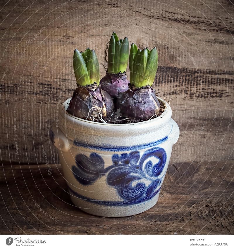 hyacinths in lard pot II Nutrition Crockery Bowl Pot Museum Spring Winter Plant Pot plant Decoration Bouquet Souvenir Collector's item Stone Wood Breathe