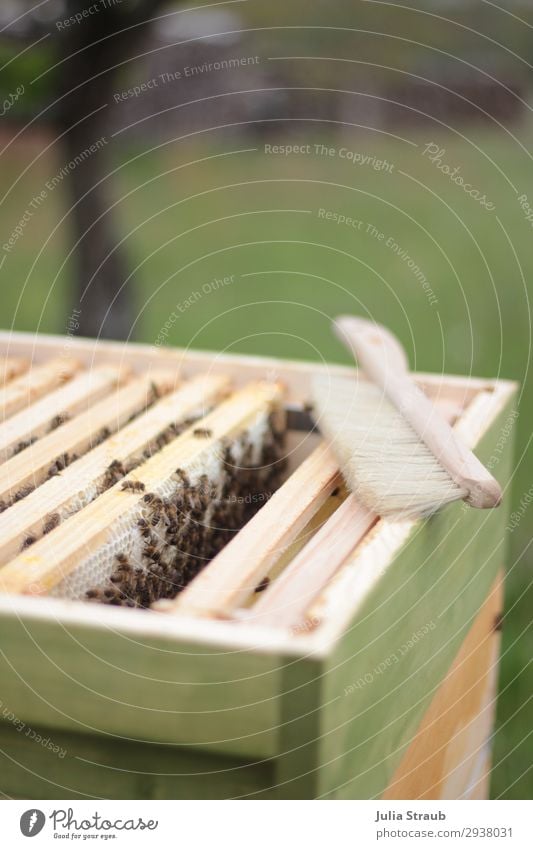 Beehive Frame Bees Wax Nature Build Honey bee Honey-comb keep beekeepers Colour photo Exterior shot Day Central perspective