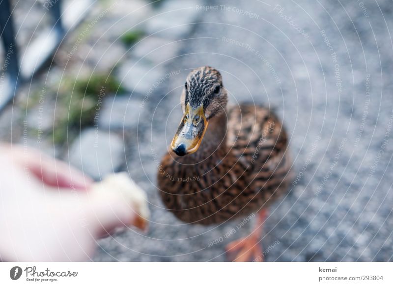 decoy Hand Fingers Animal Wild animal Bird Animal face Duck Beak feminine 1 Feeding Beautiful Curiosity Cute Lure Ground Under Meddlesome Brave Colour photo