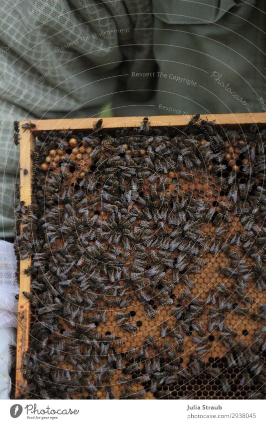 old female bees honeycomb beekeeper Bee Build Crawl Authentic Sharp-edged Together Brown Honey-comb Bee-keeper beeswax King Colour photo Exterior shot Day