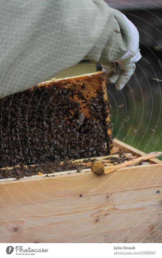 prey bees honey beekeeper Arm 1 Human being Nature Summer Bee Observe Crawl Looking Healthy Brown Movement Arrangement Bee-keeper beehive frame beeswax Gloves