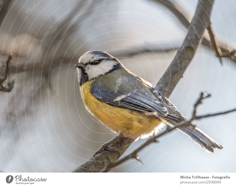 Blue tit in the evening sun Nature Animal Sky Sun Sunlight Beautiful weather Tree Twigs and branches Wild animal Bird Animal face Wing Claw Tit mouse Feather