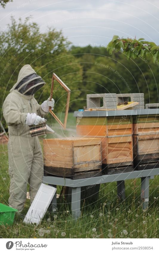 Beekeeper's stall Smoke Bee hive Beekeeper Human being 1 Observe Smoking Exceptional Bee-keeper Meadow Meadow flower Veil Beehive Forest Colour photo