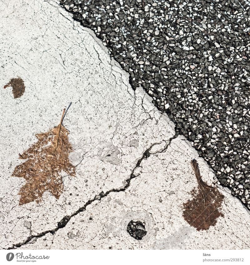 transience Autumn Leaf Street Signs and labeling Line Old Decline Transience Change Tar Asphalt Colour photo Pattern Structures and shapes Deserted Day