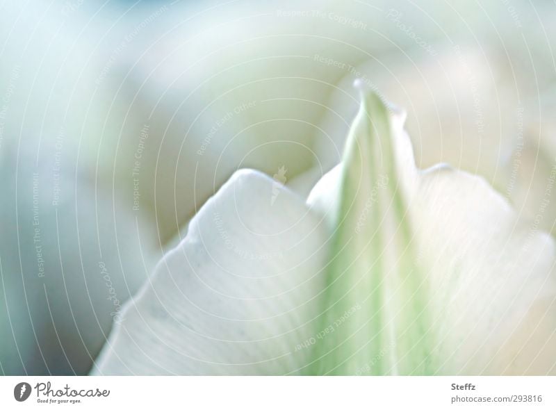 delicate tulip blossom Tulip flowering tulip Tulip blossom Picturesque romantic pastel shades Delicate Spring flower Romance Bright green Green White