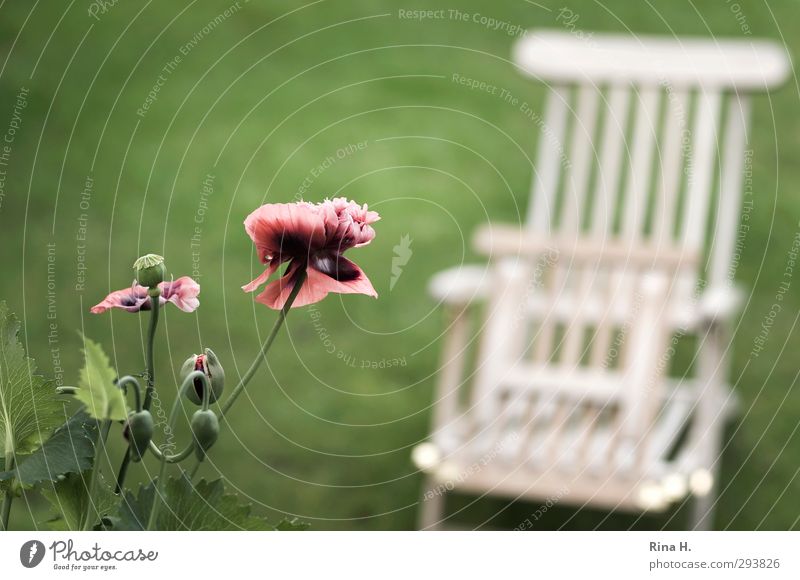 I can't wait. Contentment Relaxation Calm Garden Spring Flower Blossom Poppy Bud Meadow Blossoming Wait Authentic Warmth Green Joie de vivre (Vitality)