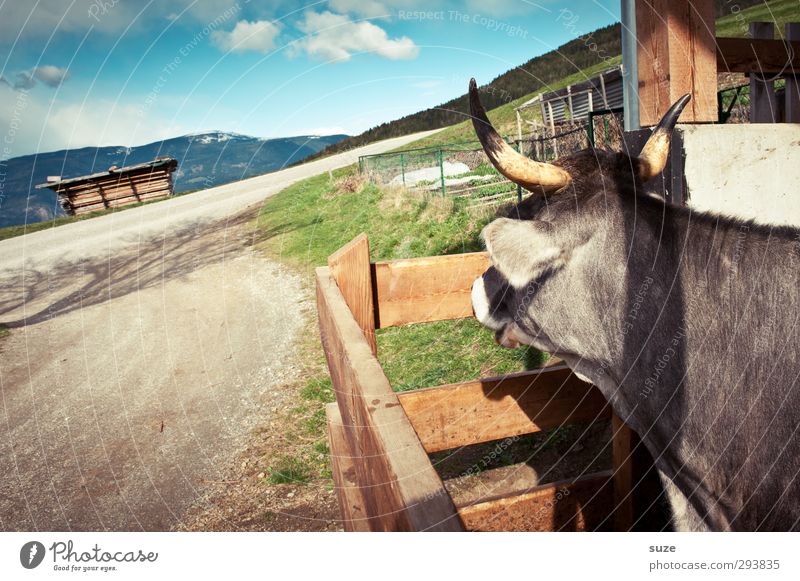 Where's the Heidi? Organic produce Environment Nature Animal Sky Clouds Beautiful weather Hut Lanes & trails Farm animal Cow 1 Natural Love of animals