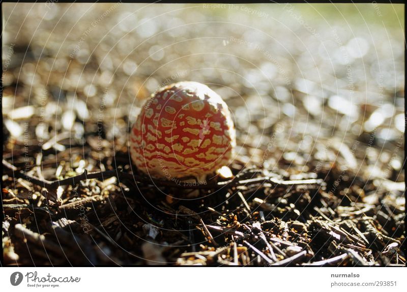 young fly agaric Lifestyle Leisure and hobbies Art Nature Plant Animal Autumn Climate Mushroom Amanita mushroom Forest Sign Glittering Growth Esthetic Authentic