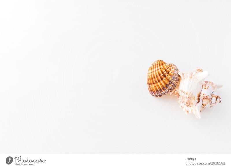 Seashells. Top view with copy space. Design Vacation & Travel Tourism Trip Summer Sun Beach Ocean Wallpaper Nature Sand Coast Natural Clean White Beige