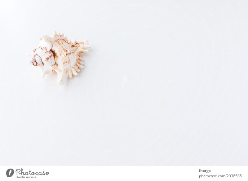 Seashells. Top view with copy space. Design Vacation & Travel Tourism Trip Summer Sun Beach Ocean Wallpaper Nature Sand Coast Natural Clean White Beige