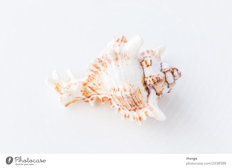 Seashells. Top view with copy space. Flat backdrop background beach beige clean closeup coast concept copyspace design detail frame holiday light marine