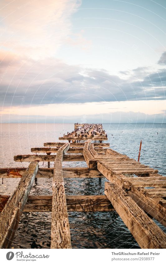 footbridge Nature Landscape Blue Pink Moody Footbridge Bird Wood Old Ocean Horizon Puntarenas Punta Arenas Chile South America Clouds Tourism Colour photo