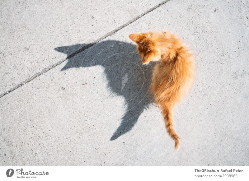 Büsi Animal Cat 1 Gray Orange Domestic cat Shadow Shadow play Contrast Concrete Bird's-eye view Ear Tails Playing Baby animal Silhouette Light Hairy