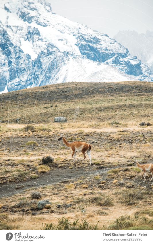 Guanaco Animal 1 Brown Gray Green Black White Patagonia Chile guanaco Wild Mountain Snow Rough Exterior shot Steppe Colour photo Deserted Copy Space top