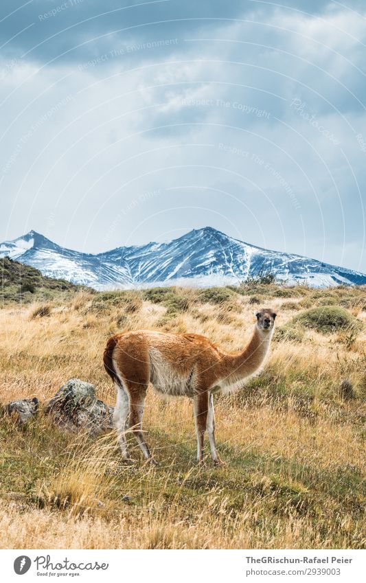 Guanaco Animal 1 Blue Brown Gray White guanaco Llama Mountain Alpaca Pelt Soft Steppe Patagonia Chile Clouds Wind Rough Colour photo Exterior shot Deserted