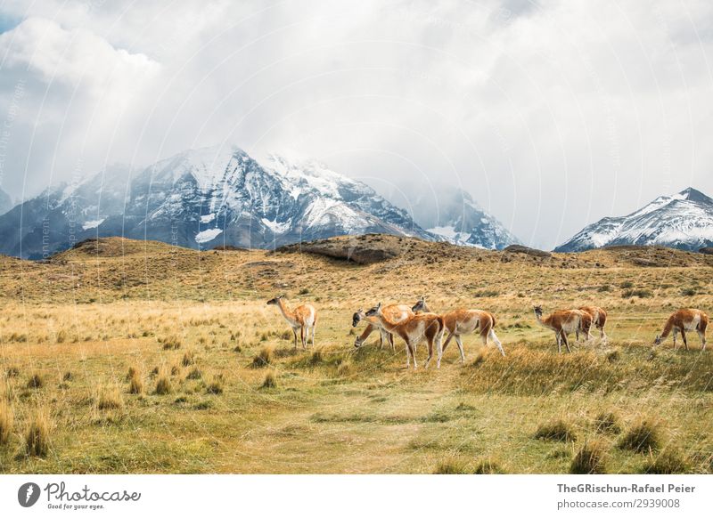 Guanaco Herd Animal Group of animals Brown Gray Black White Alpaca Llama guanaco Living thing Exterior shot Wild Steppe Mountain Hiking Patagonia Chile