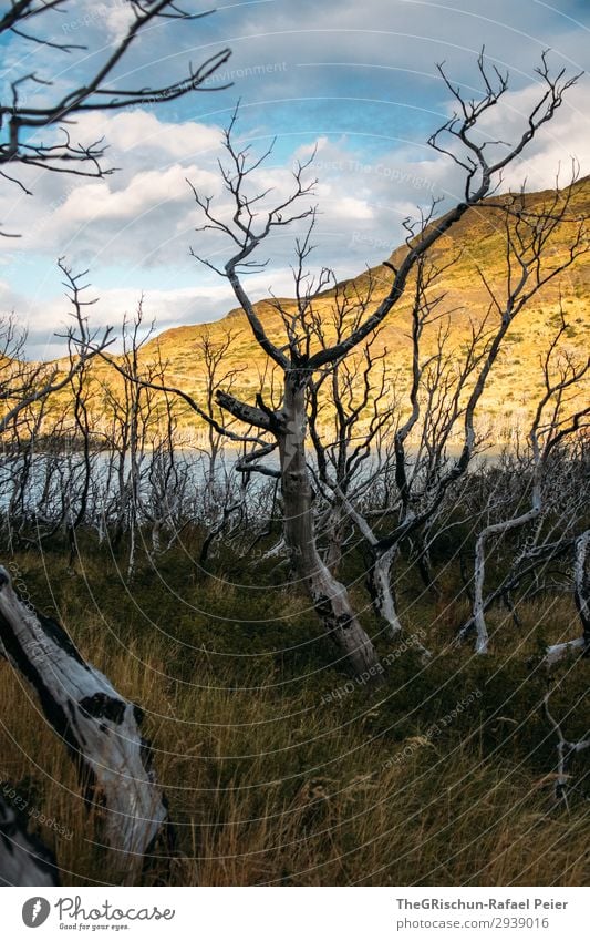 Patagonia Environment Nature Landscape Brown Yellow Gold White Death Tree Forest Forest fire Chile Torres del Paine NP Lake Sunlight Clouds Grass Colour photo