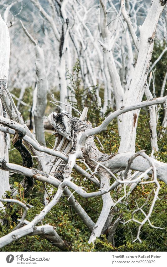 ghost forest Environment Nature Landscape Esthetic White Wood National Park Torres del Paine NP Chile Forest Forest fire Burnt Tourism Green New Growth Death