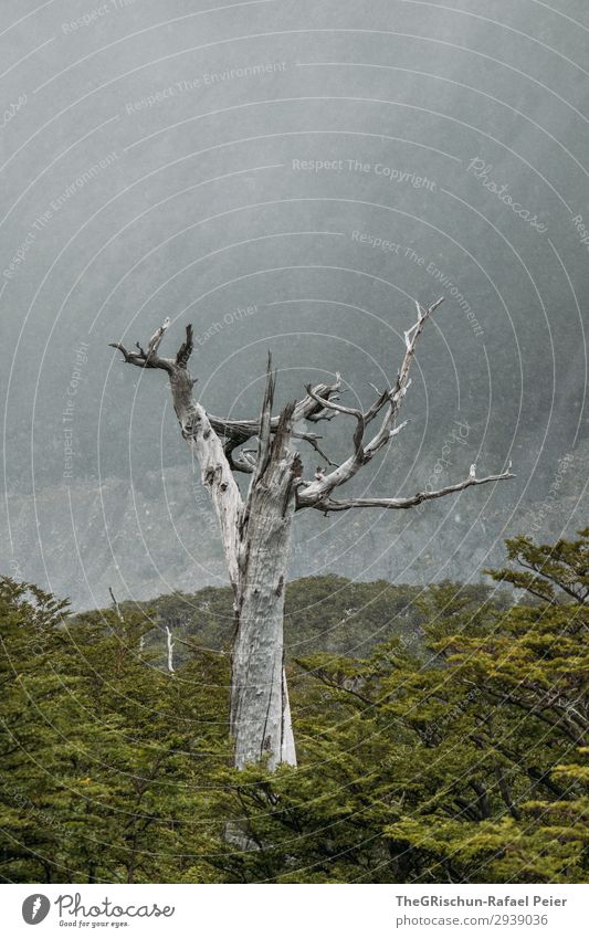 blizzard Environment Nature Landscape Esthetic Tree Death Snowstorm Clouds Forest Green Growth Silhouette Patagonia Torres del Paine NP Colour photo