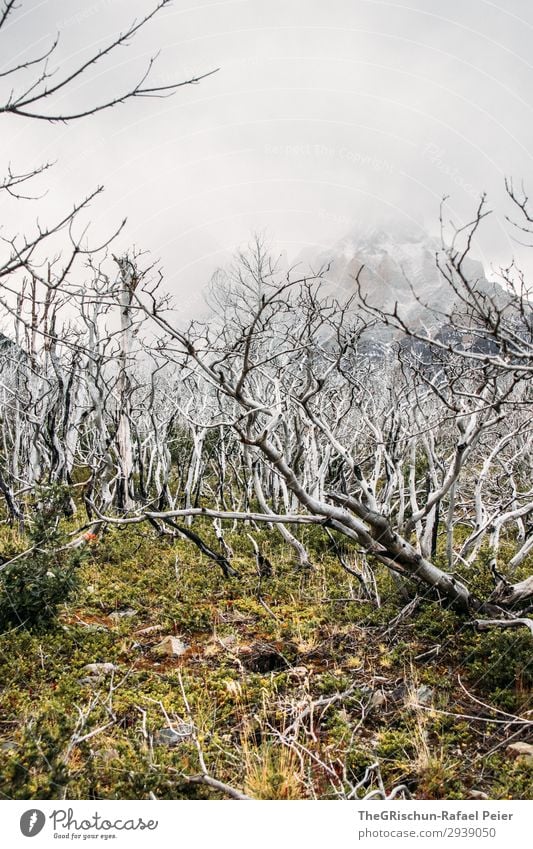 ghost forest Environment Nature Landscape Green Black White Ghost tree Forest Tree Wood Burnt Grass Clouds Bergen Torres del Paine NP National Park Colour photo