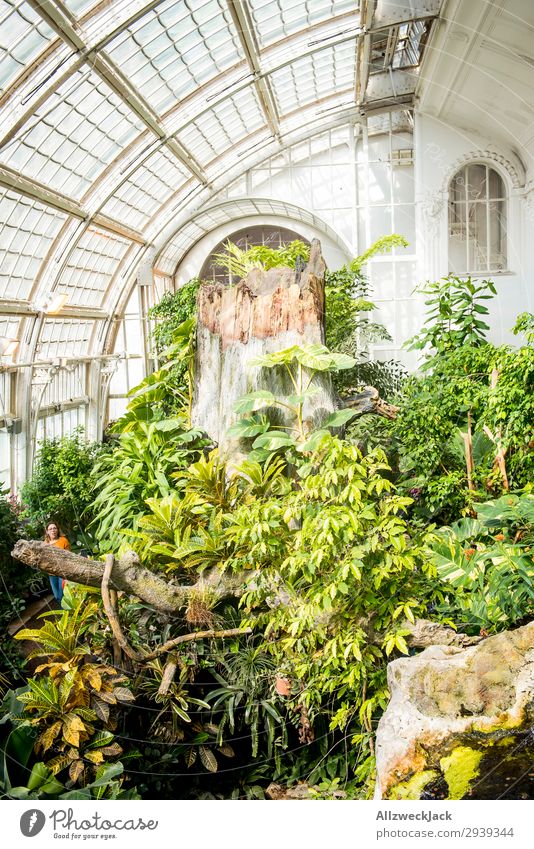 Glass roof with garden Architecture Building Bright Garden Greenhouse Plant Botanical gardens White Friendliness Idyll Deserted Room Interior design Leaf Tree