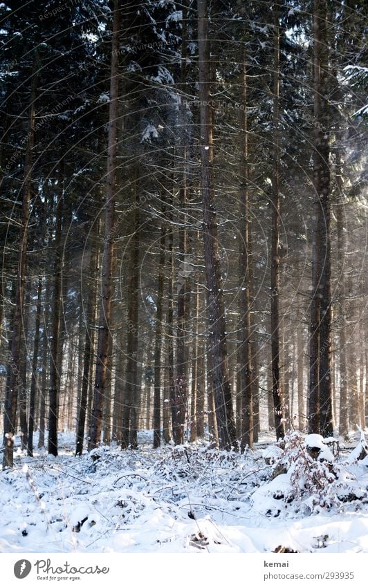 In the woods, there's the snow Environment Nature Landscape Sun Sunlight Winter Beautiful weather Ice Frost Snow Plant Tree Coniferous forest Branch Twig Forest