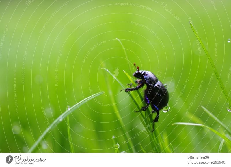 Steep uphill!!! Animal Beetle wood beetle dung beetle Insect forest dwellers 1 Movement Crawl Walking Natural Curiosity Round Blue Green