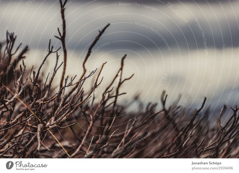 bare bushes in the Highlands, Scotland Environment Nature Climate change Bad weather Fear Bizarre Apocalyptic sentiment Disappointment Plant Bushes Branch