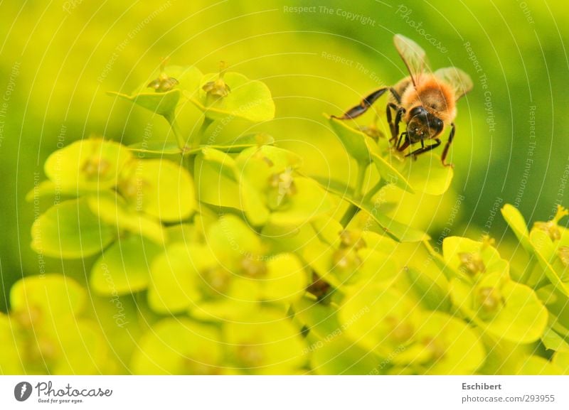 Delicacies as far as the eye can see! Honey Organic produce Well-being Relaxation Fragrance Trip Garden Science & Research Agriculture Forestry Nature Landscape