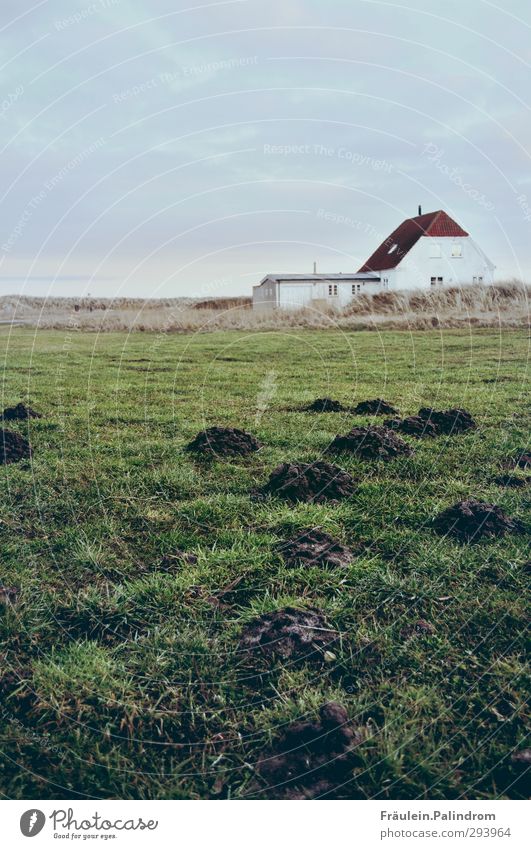 front yard. Sky Horizon Bad weather Grass Garden Meadow Field Scandinavia Village Small Town Deserted Dream house Hut Homesickness Loneliness Mole Cold Calm