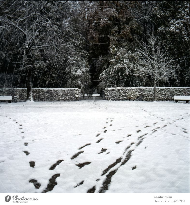 Which way? Environment Nature Winter Climate Weather Storm Snow Snowfall Garden Park Fresh Cold Moody Colour photo Exterior shot Deserted Day Light Contrast