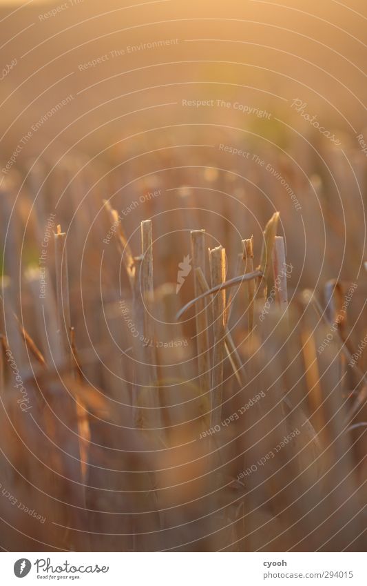 remnants Nature Summer Autumn Warmth Drought Plant Agricultural crop Field Illuminate Faded To dry up Growth Dark Gloomy Dry Brown Yellow Gold Stubble field