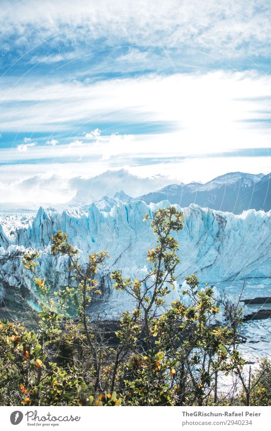 Perito Moreno Glacier Nature Landscape Blue Turquoise White Argentina Tree Bushes Iceberg Clouds Moody Water Tourism Patagonia Colour photo Exterior shot