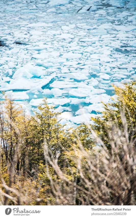 ice floes Nature Landscape Blue Turquoise White Water Glacier Ice floe Float in the water Cold Perito Moreno Glacier Tree Bushes To break (something)